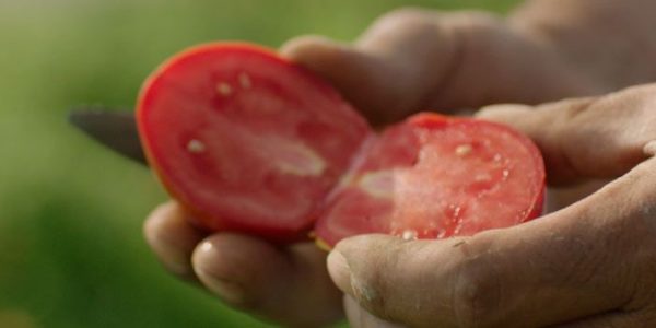 diferencias-tomate-frito-y-tomate-frito-ecologico